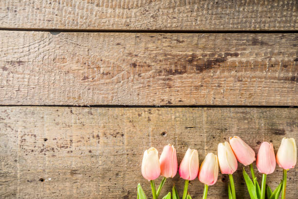 istock Valentine's day background with tender tulip flowers 1196191576