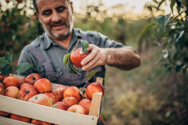 istock Old farmer picking up apples in orchard 1196191709
