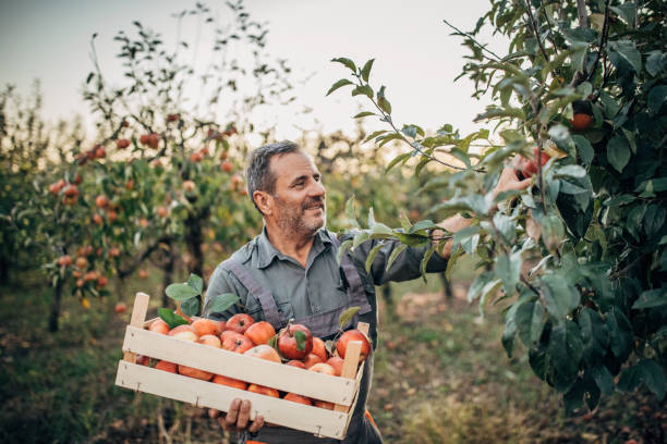 istock Farmer picking up apples in orchard 1196191763