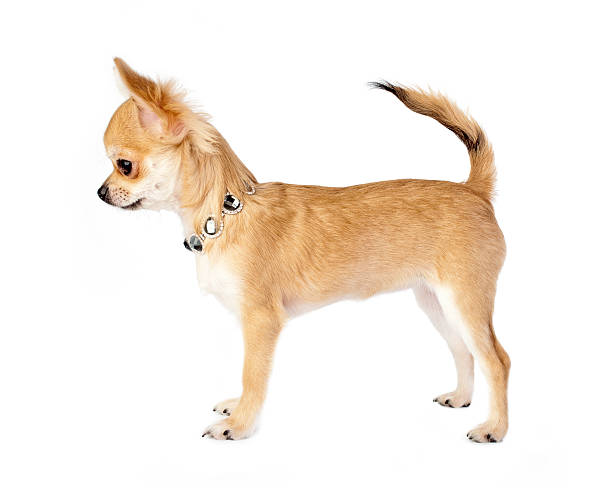 ニースチワワ子犬ネックレス付き - dog chihuahua pampered pets pets ストックフォトと画像