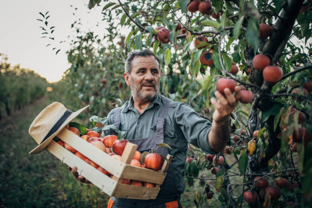 istock Farmer picking up apples in orchard 1196191892