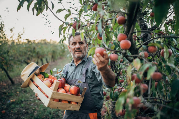 istock Old man farmer picking up apples in orchard 1196191982
