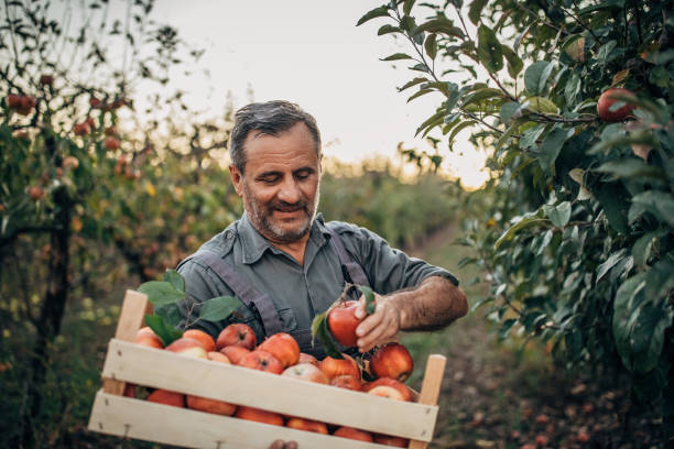 istock Farmer picking up apples in fruit orchard 1196191997