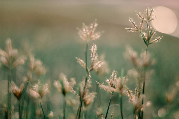istock selective focus Soft shoots of grass