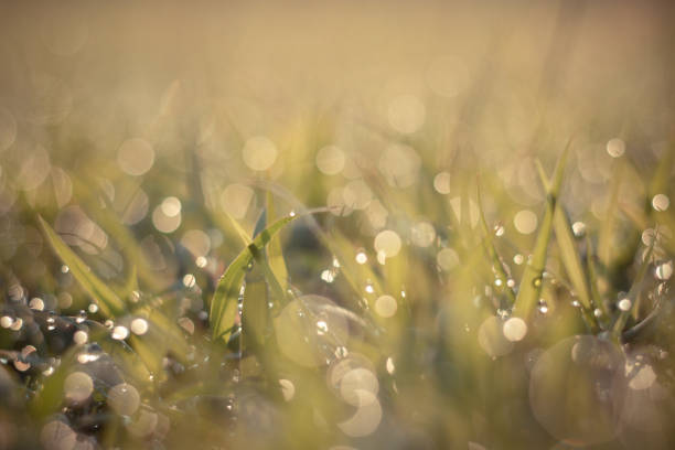 istock selective focus Soft shoots of grass