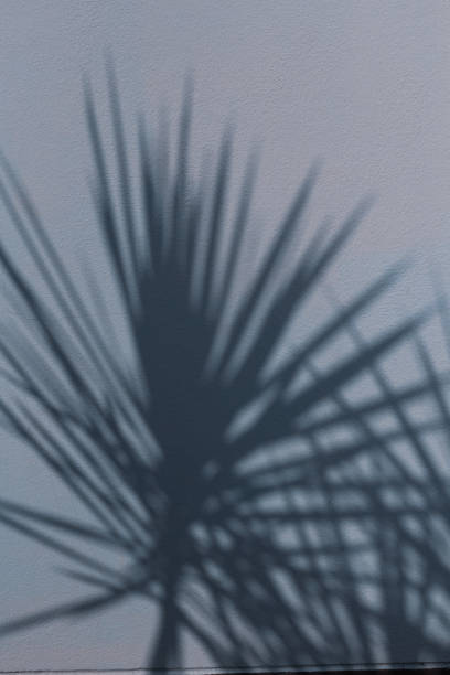 istock The shadow of the leaves on the wall. 1196193193