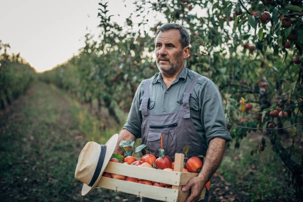 istock Old farmer in orchard holding a crate full with apples 1196193240