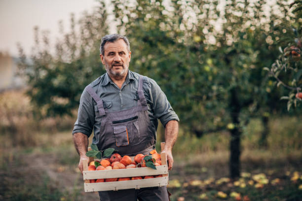 старик в саду держа ящик, полный яблок - apple tree apple orchard apple autumn стоковые фото и изображения