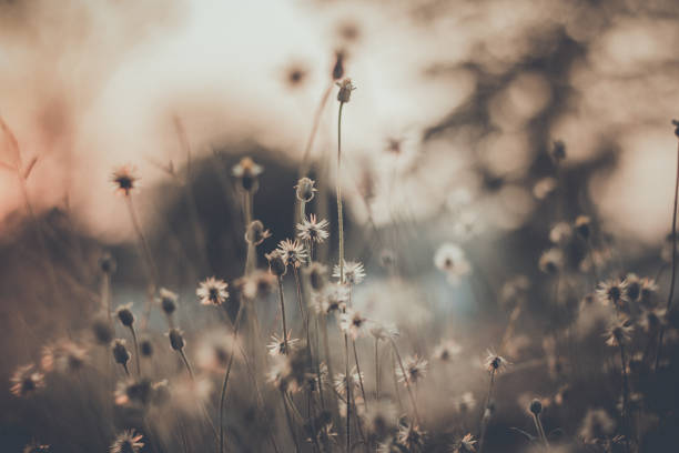 istock Coatbuttons, Mexican daisy  Selecetive focus.  Take pictures back in the sun. 1196193633