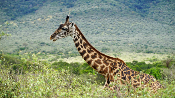 istock Giraffe Walk Through the Savanna Between the Plants 1196194296