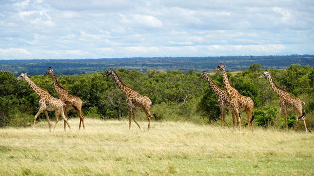 istock Group of Giraffes Walking in Savannah 1196195310