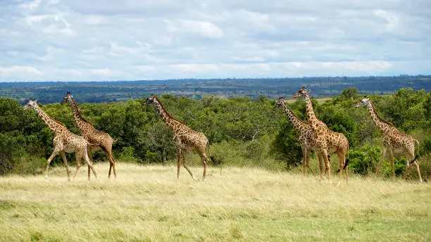 Group of Giraffes Walking in Savannah