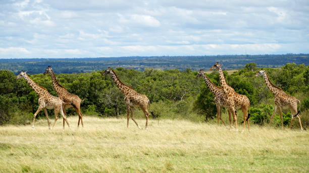 group of giraffes walking in savannah - giraffe namibia africa animal imagens e fotografias de stock