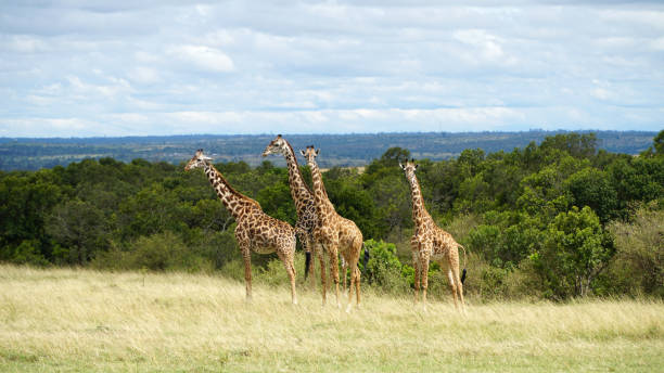 giraffe family in the savanna - giraffe namibia africa animal imagens e fotografias de stock