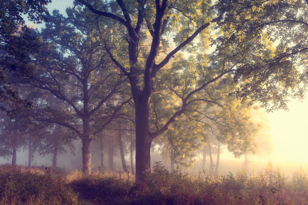 beautiful sunlight in the forest in autumn - forest road nature birch tree imagens e fotografias de stock