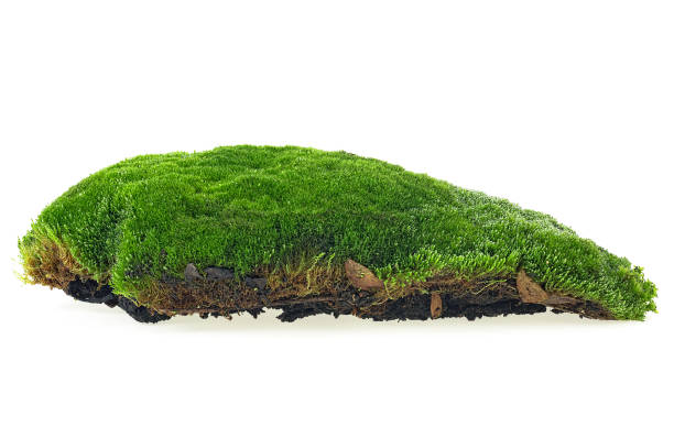 istock Green moss isolated on a white background 1196199337