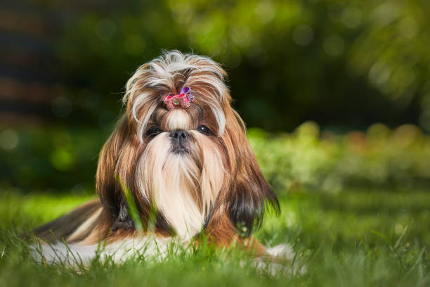 Shih Tzu Shih Tzu, Lap Dog, Toy Dog, Kurt Pas Photography, Hondenfotograaf.be shih tzu stock pictures, royalty-free photos & images