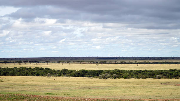 savana d'africa con alberi di acacia - kruger national park sunrise south africa africa foto e immagini stock