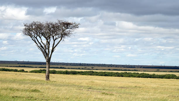 pianure della savana e alberi di acacia - kruger national park sunrise south africa africa foto e immagini stock