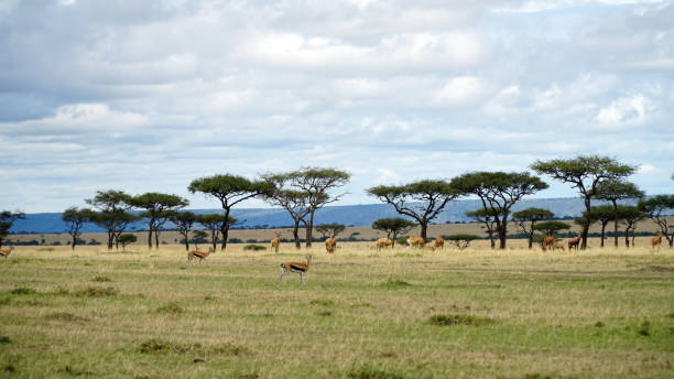 istock Safari Animals in African Savanna 1196202067