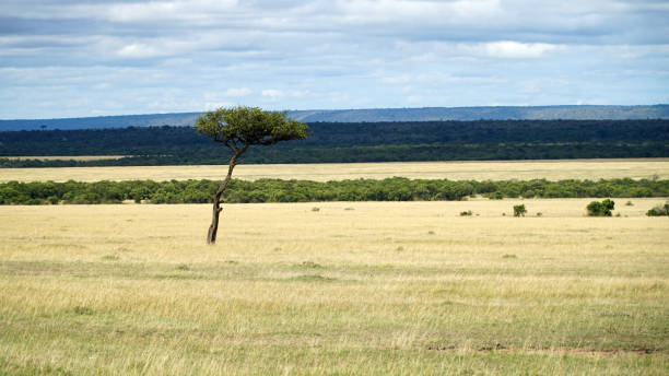 istock Savanna and Grass Fields in Africa 1196203564