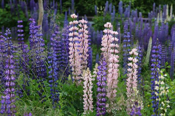 istock Norway lupine flowers 1196204687