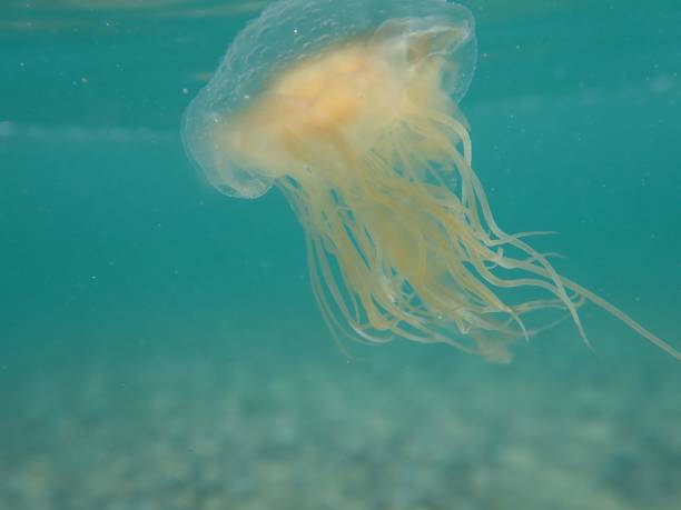 istock Yellow jellyfish under the blue sea 1196205556