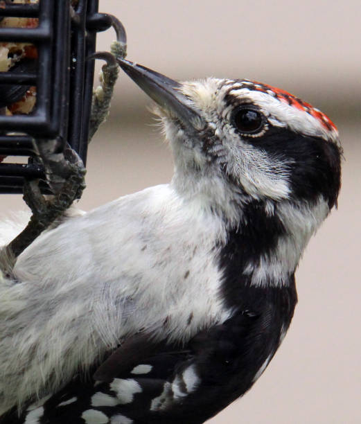 Small hairy woodpecker on the feeder of my garden