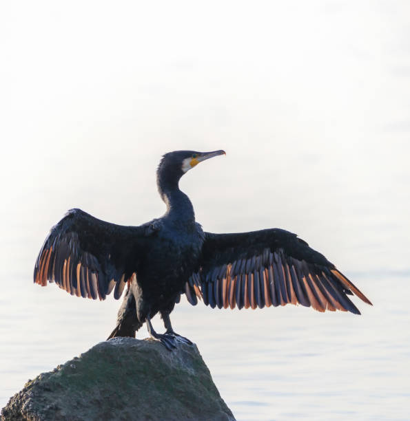 istock cormorant showing its wings 1196205823