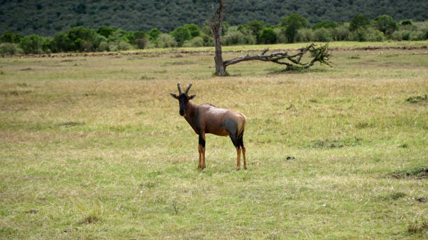 topi antelope o damaliscus korrigum en africa, kenia - masai mara national reserve masai mara topi antelope fotografías e imágenes de stock