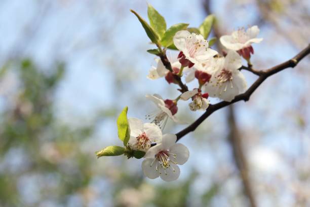 istock Branches of a blossoming cherry against the blue sky 1196208307
