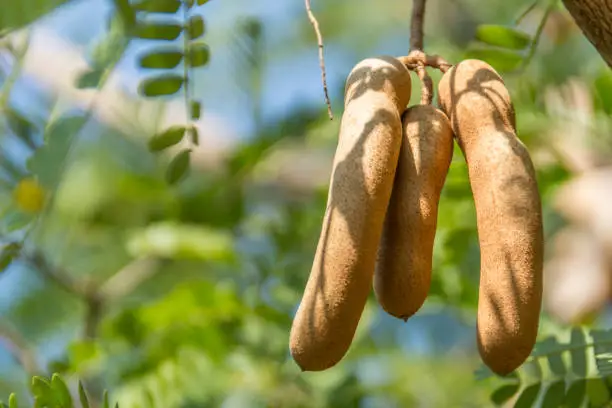 Photo of Tamarind fruits from the Chittagong Hill Tracts, Photo taken at the Ruma, Bandarban