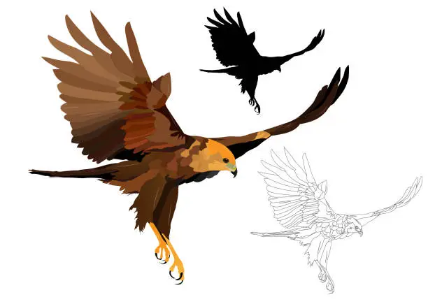 Vector illustration of Flying bird. Bird of prey. Vector image. White background.