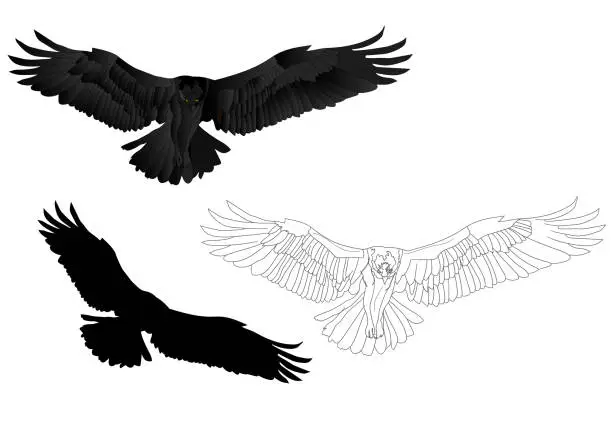 Vector illustration of Flying bird. Bird of prey. Vector image. White background.