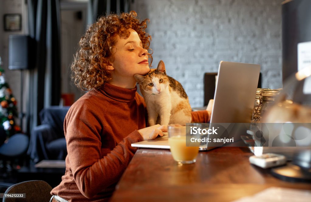 Young woman with cat using laptop Domestic Cat Stock Photo