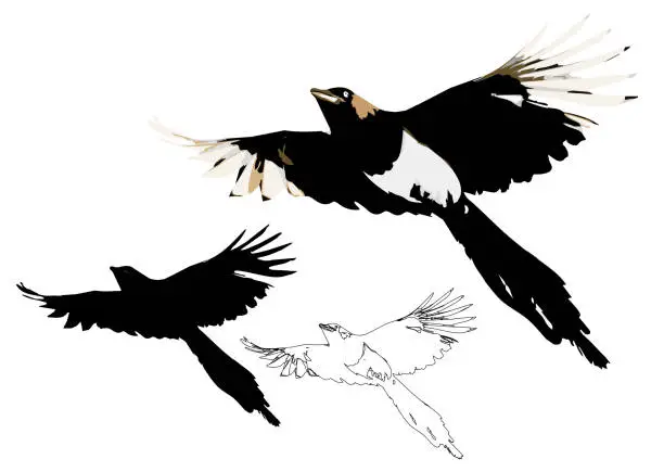 Vector illustration of Flying crow. Vector image. Magpie. White background.