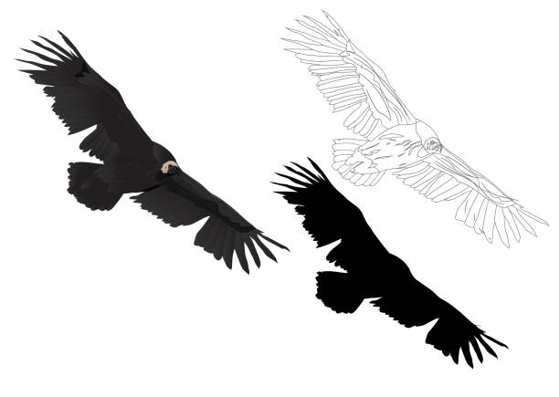 latający ptak. ptak drapieżny. obraz wektorowy. białe tło. - eurasian buzzard stock illustrations