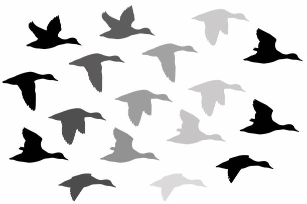 Flying duck. Realistic Vector image. White background. Common Duck: Red crested Pochard. Netta rufina. Vector image. netta rufina stock illustrations