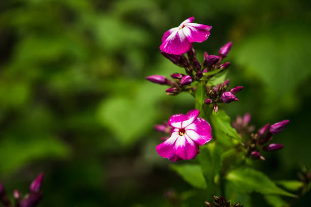 Blooming phlox in the garden. Shallow depth of field.