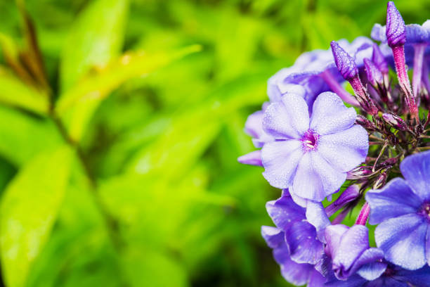 istock Blooming phlox in the garden 1196215577