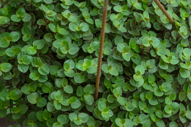 istock Beautiful home flower Callisia Repens 1196215981