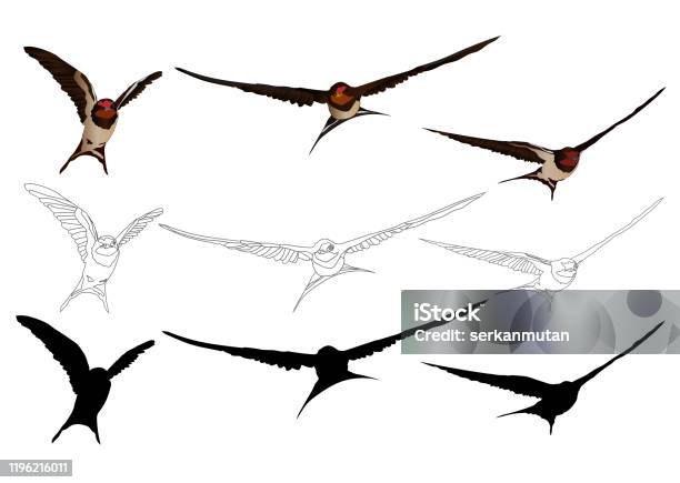 Flying Shallow Vector Flying Swallow Vector Image White Background Stock Illustration ...