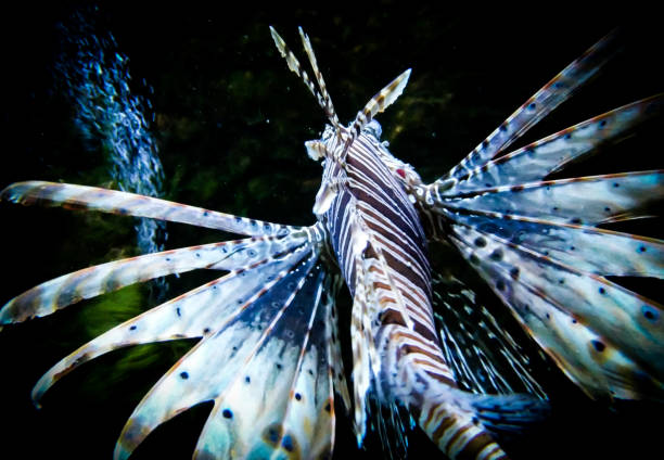 istock zebra lion fish in black aquarium backgrounnd 1196216144