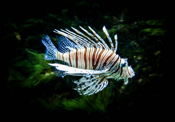 istock zebra lion fish in black aquarium backgrounnd 1196216297