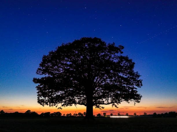 istock Favorite Tree Sendenhorst Northrhinewestphalia 1196216550
