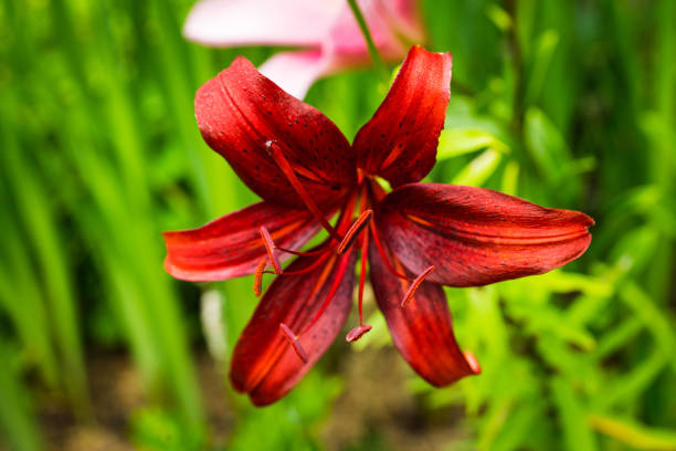 istock Blooming lily flowers on the garden 1196217087