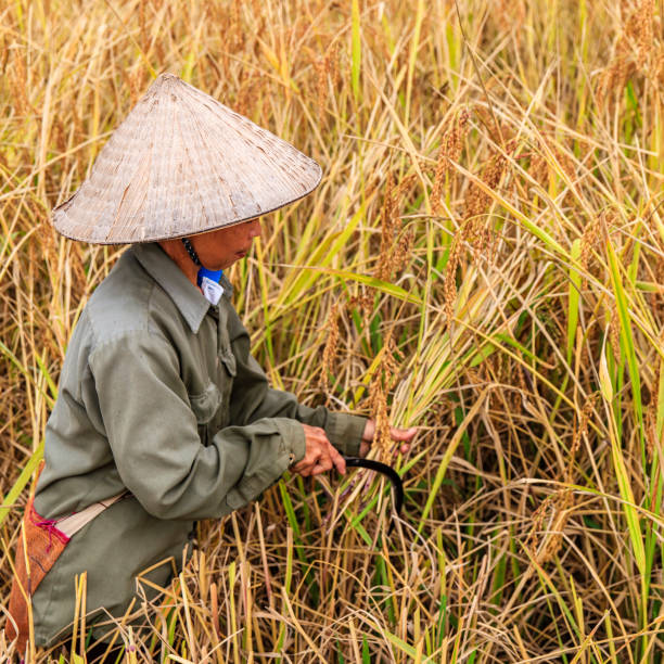 donna laotiana che raccoglie riso nel laos settentrionale - developing countries farmer rice paddy asia foto e immagini stock