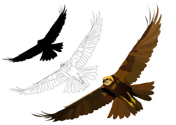 Vector illustration of Flying bird. Bird of prey. Vector image. White background.