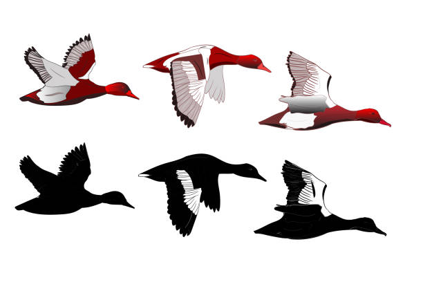 Flying duck. Realistic Vector image. White background. Common Duck: Red crested Pochard. Netta rufina. Vector image. netta rufina stock illustrations