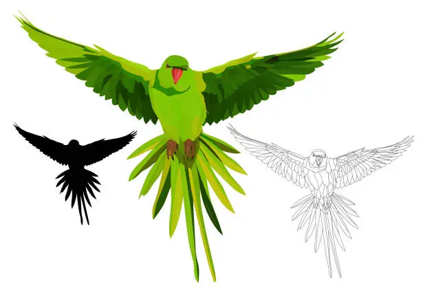 Vector illustration of Cute bird Parrot flying. Realistic vector image. Bird: Alexandrine Parakeet. Psittacula eupatria. White background.